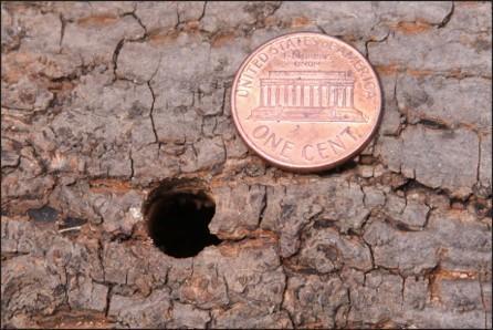 hole size compared to penny